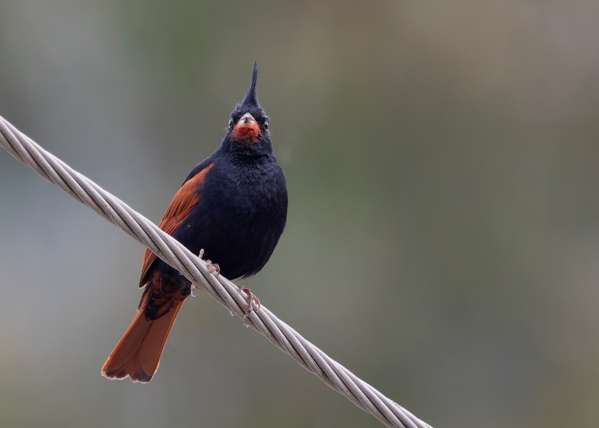 Crested Bunting - Ayuwat Jearwattanakanok