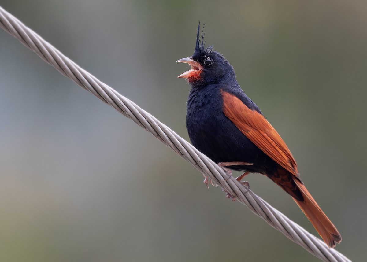 Crested Bunting - Ayuwat Jearwattanakanok