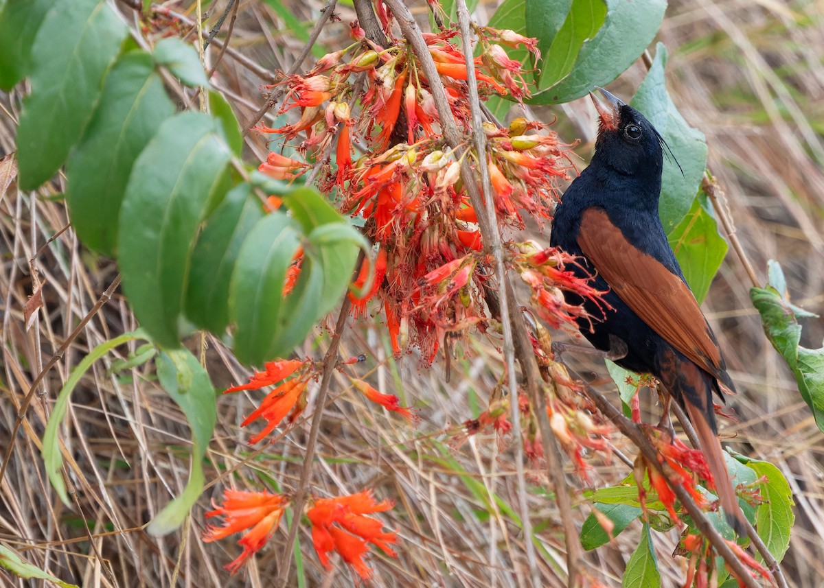 Crested Bunting - Ayuwat Jearwattanakanok