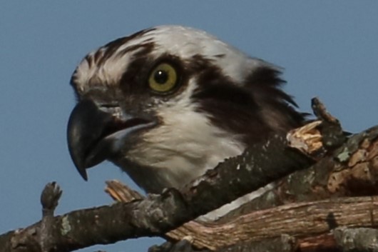 Osprey - michael vedder