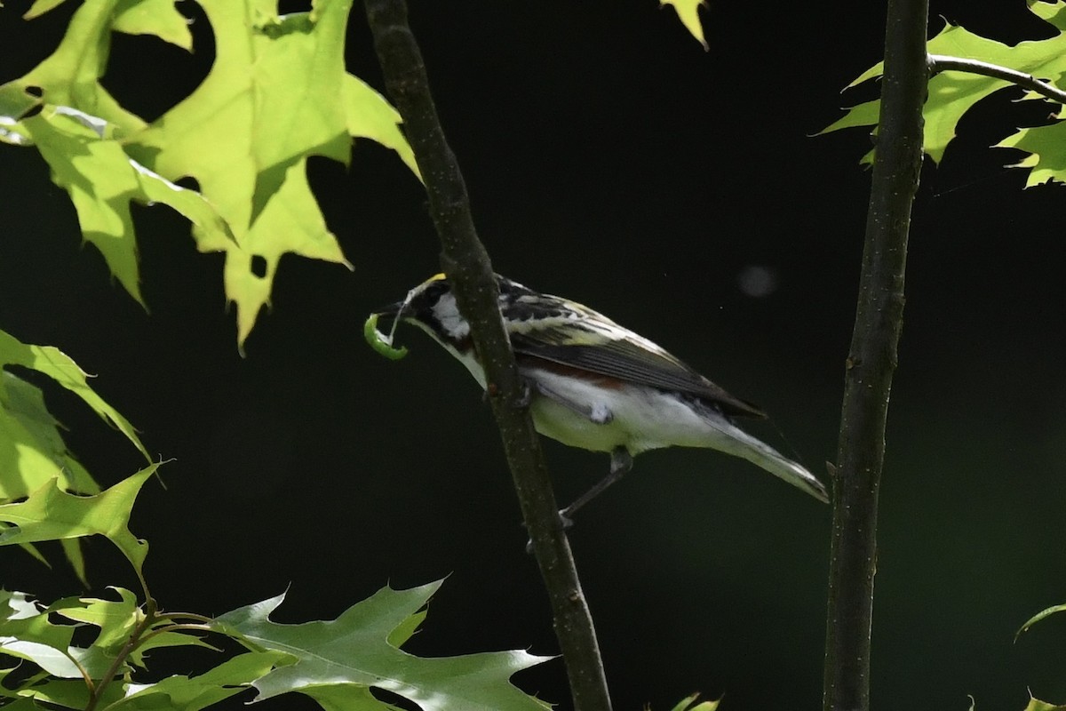 Chestnut-sided Warbler - Stephen Broker