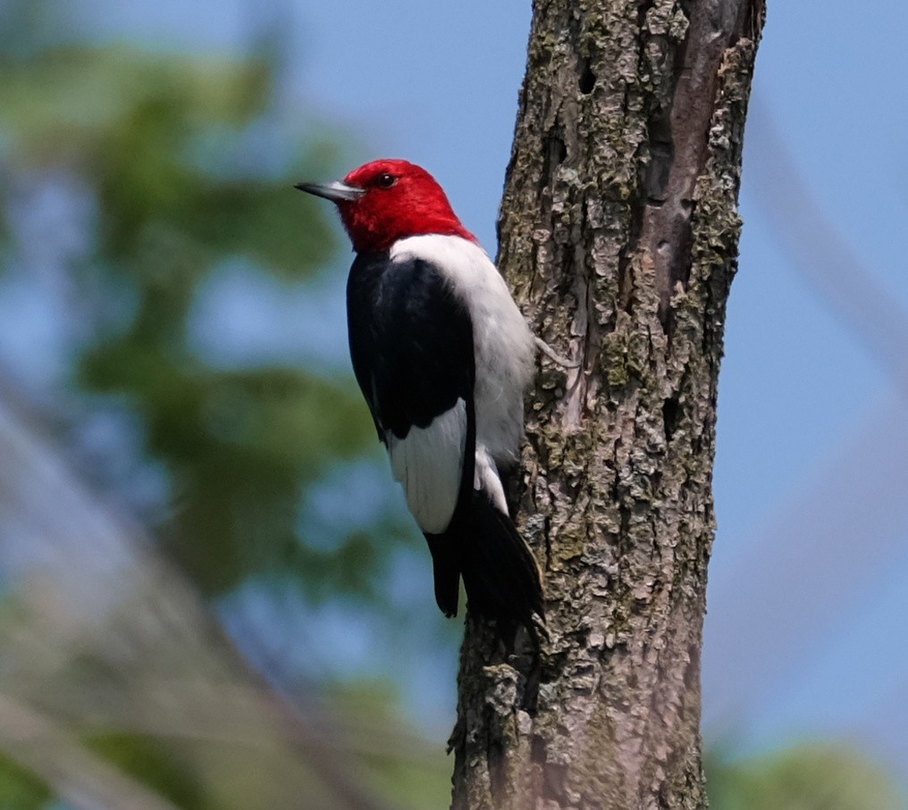 Red-headed Woodpecker - Steve Wagner