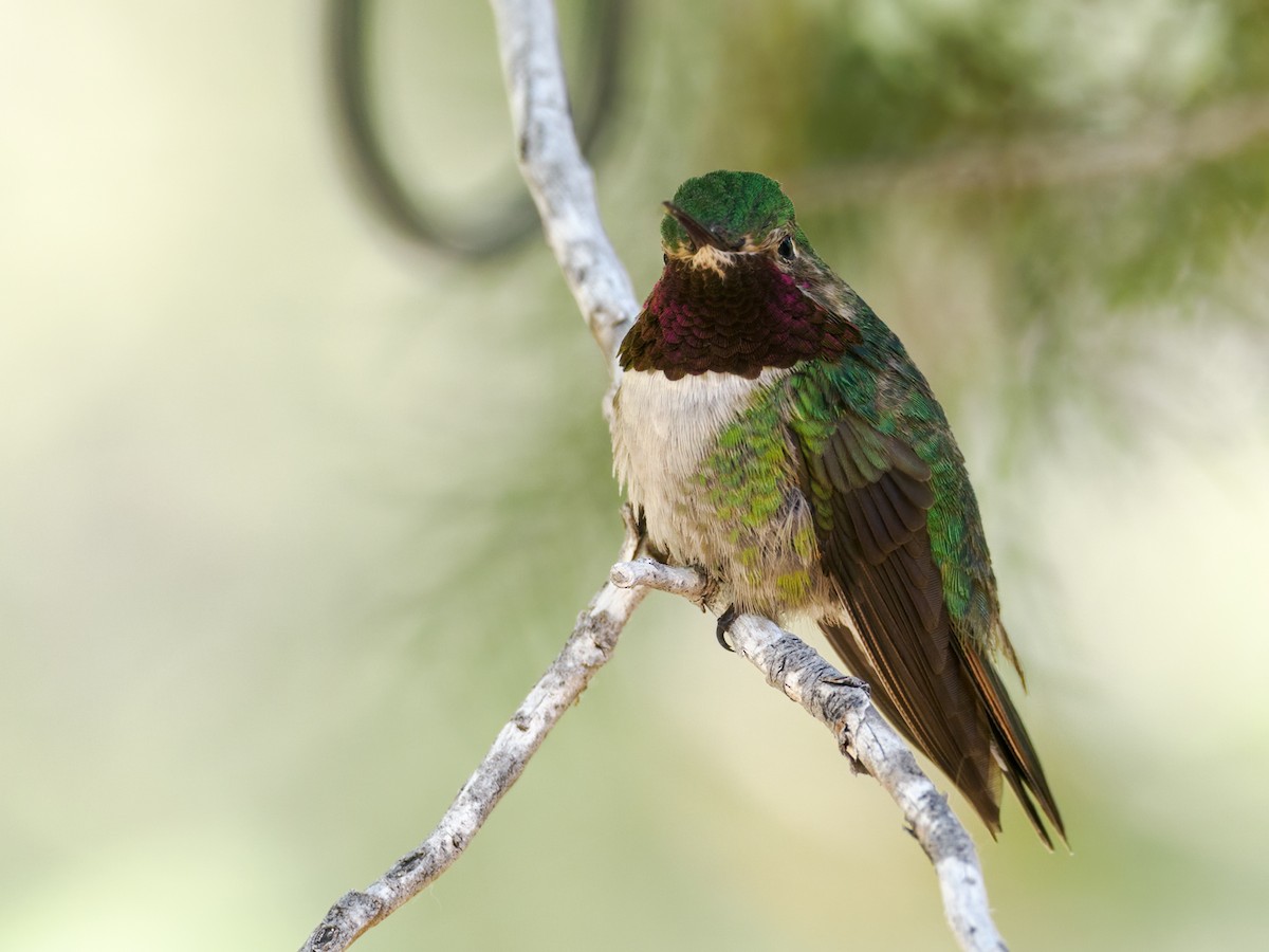 Broad-tailed Hummingbird - Nick Athanas