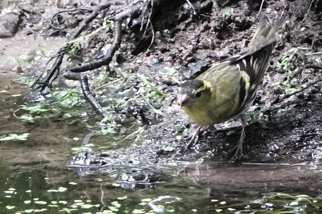 Eurasian Siskin - David Oulsnam