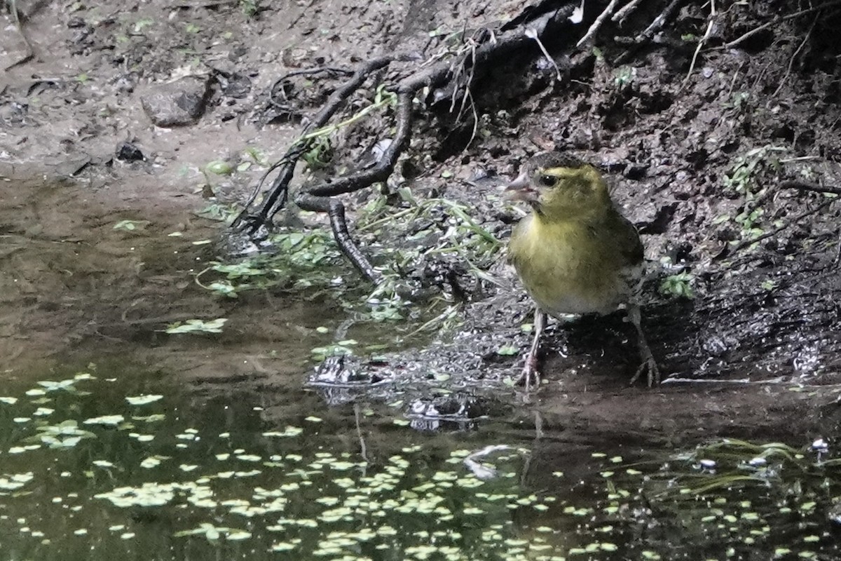 Eurasian Siskin - ML619528291