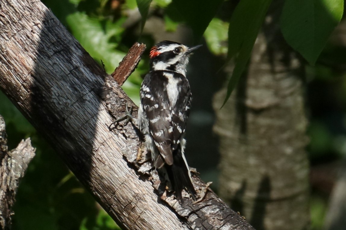 Downy Woodpecker - michael vedder