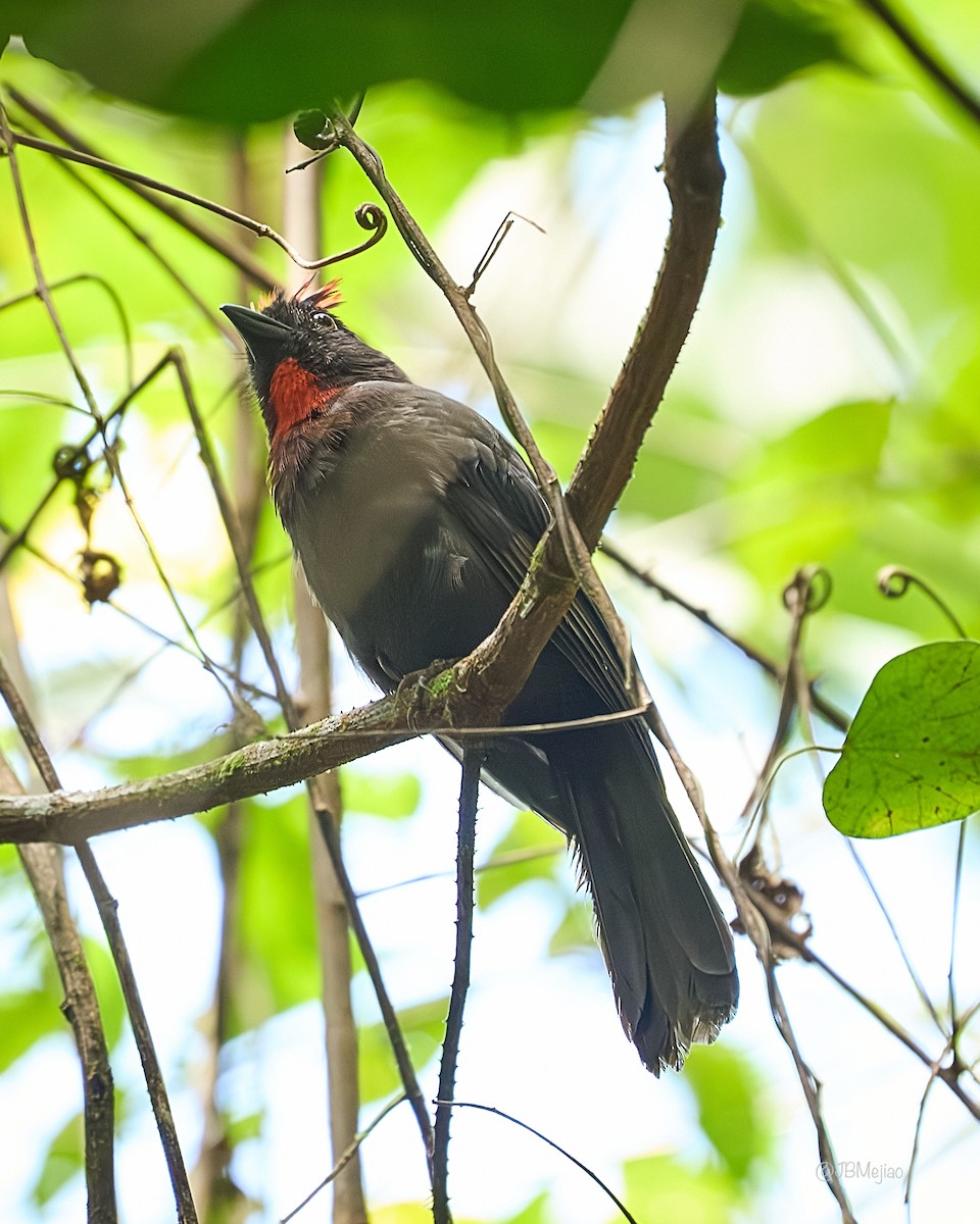 Sooty Ant-Tanager - Juan B Mejia Ossa