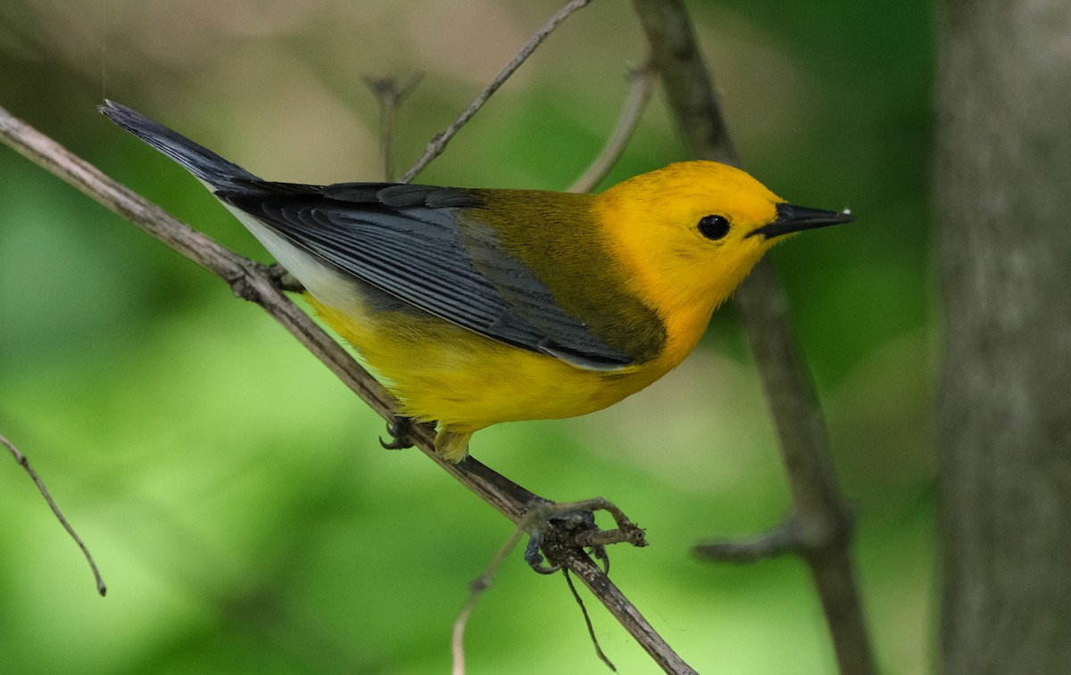 Prothonotary Warbler - Steve Wagner