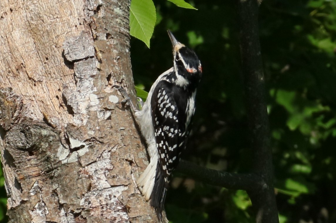 Hairy Woodpecker - ML619528301