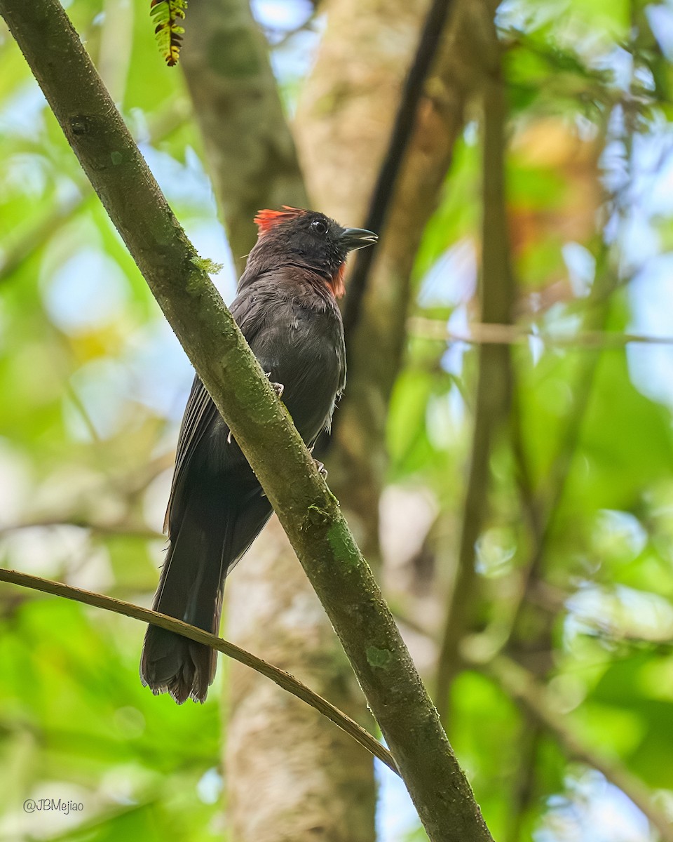 Sooty Ant-Tanager - Juan B Mejia Ossa