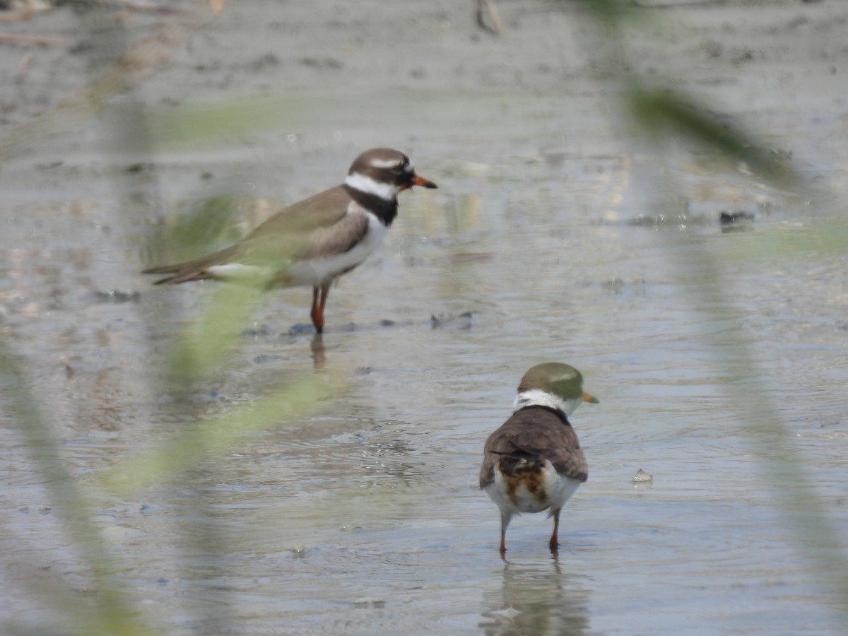 Common Ringed Plover - George Watola