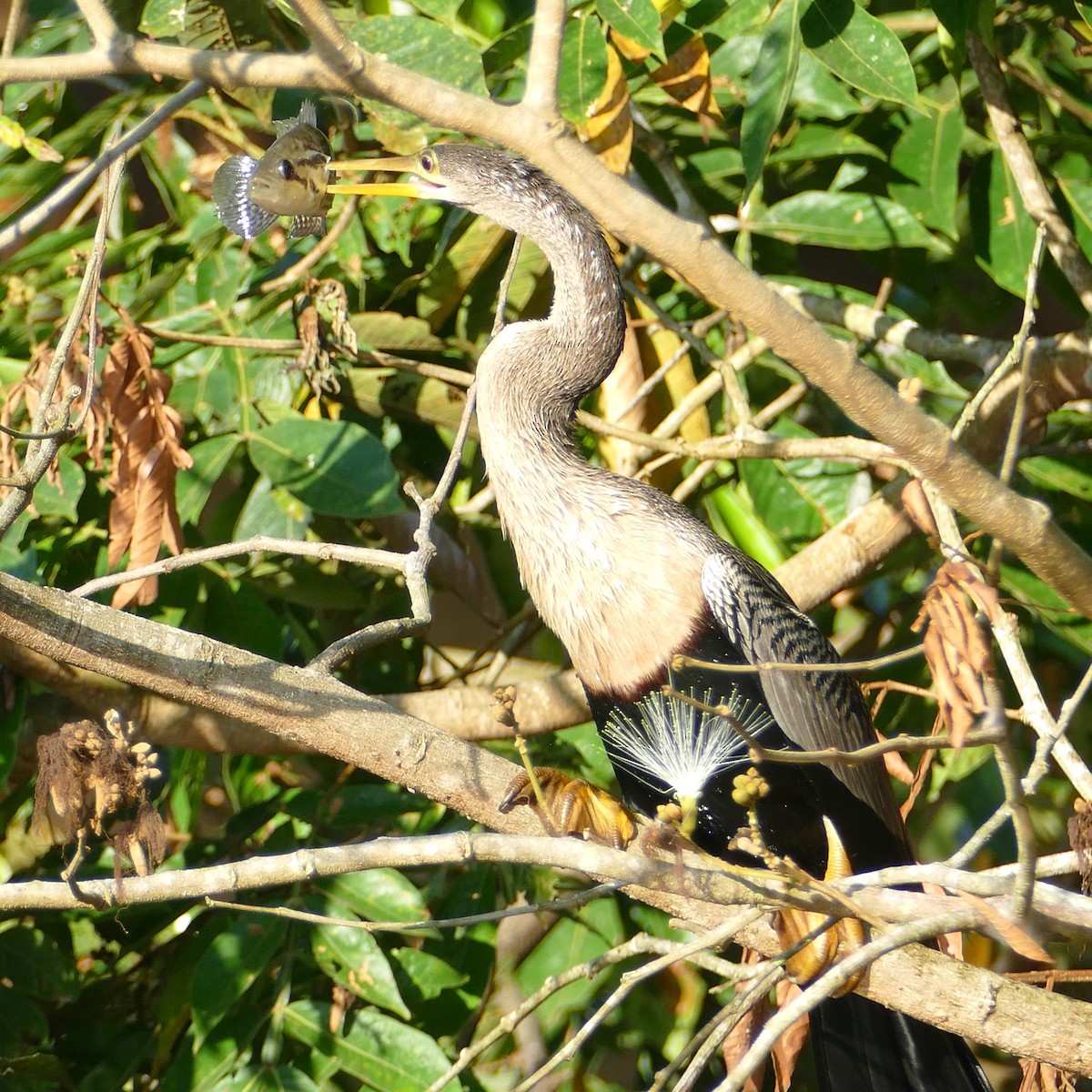 Anhinga - Ulrike Schmölzer