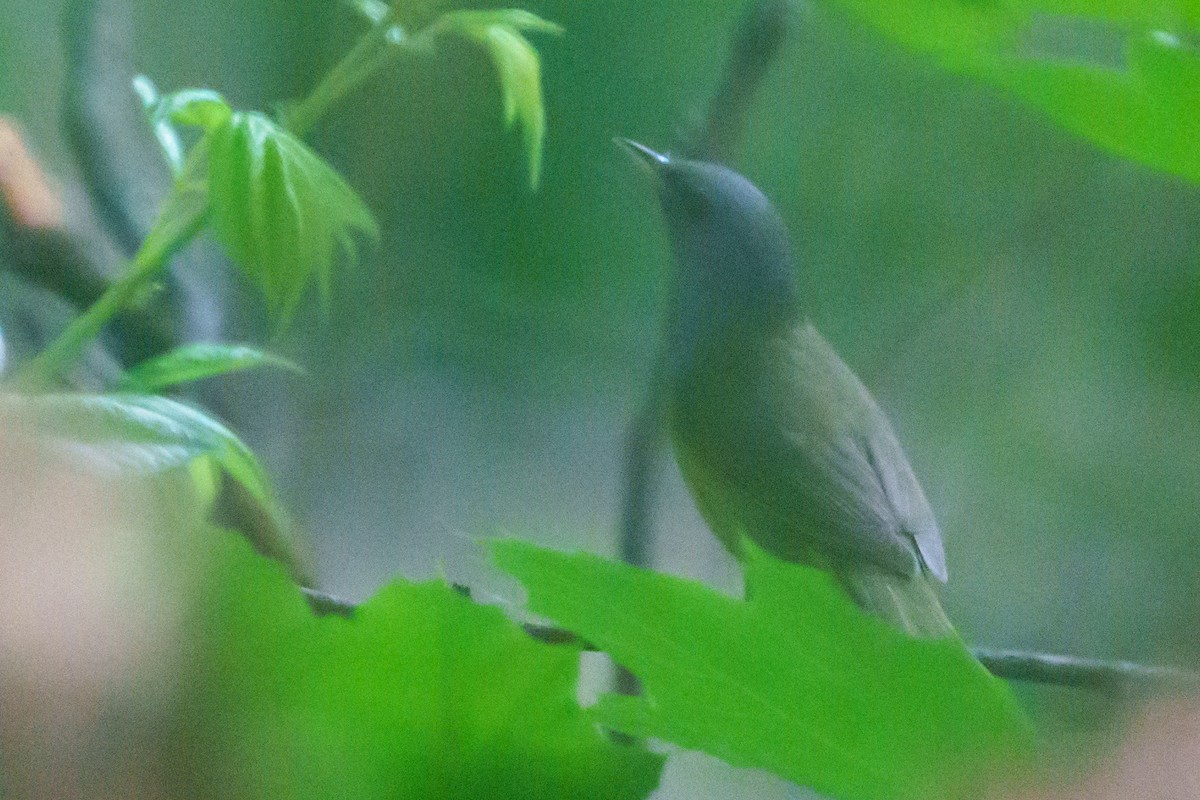 Mourning Warbler - ML619528307