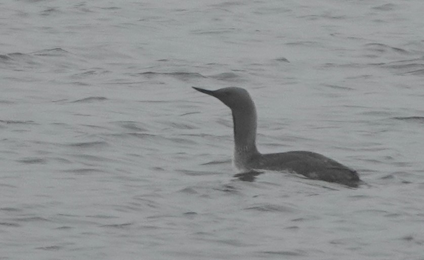 Red-throated Loon - Laurent Jackman