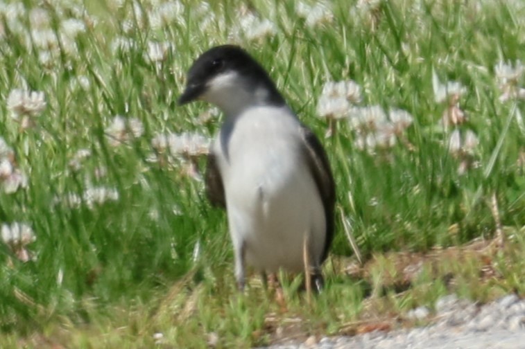 Eastern Kingbird - michael vedder