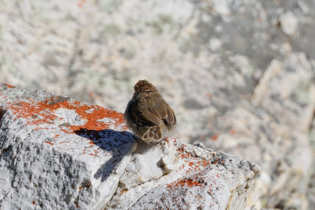 Piping Cisticola - Tommy Pedersen