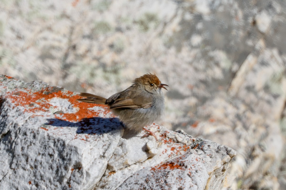 Cisticole à couronne rousse - ML619528318