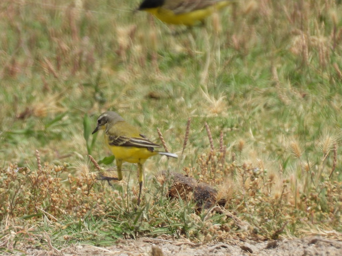 Western Yellow Wagtail - George Watola