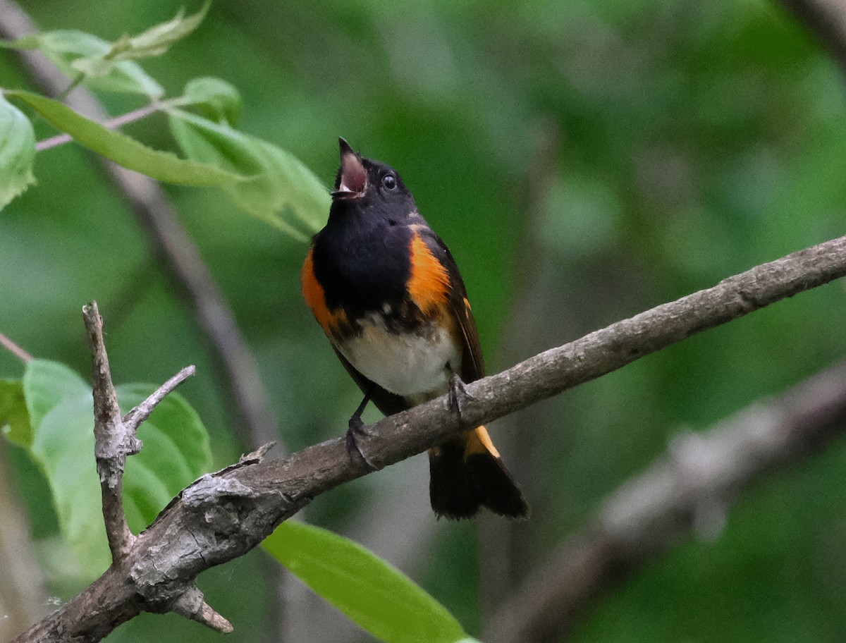 American Redstart - Steve Wagner