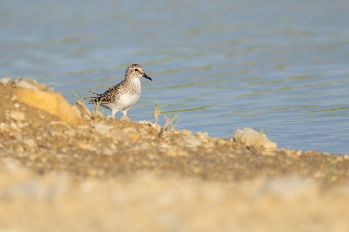 Semipalmated Sandpiper - Matt Zuro