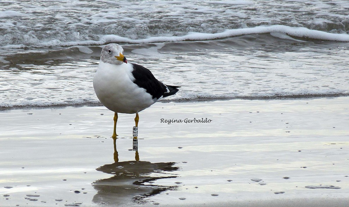 Olrog's Gull - regina gerbaldo
