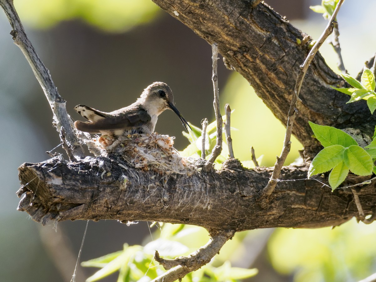 Costa's Hummingbird - Nick Athanas