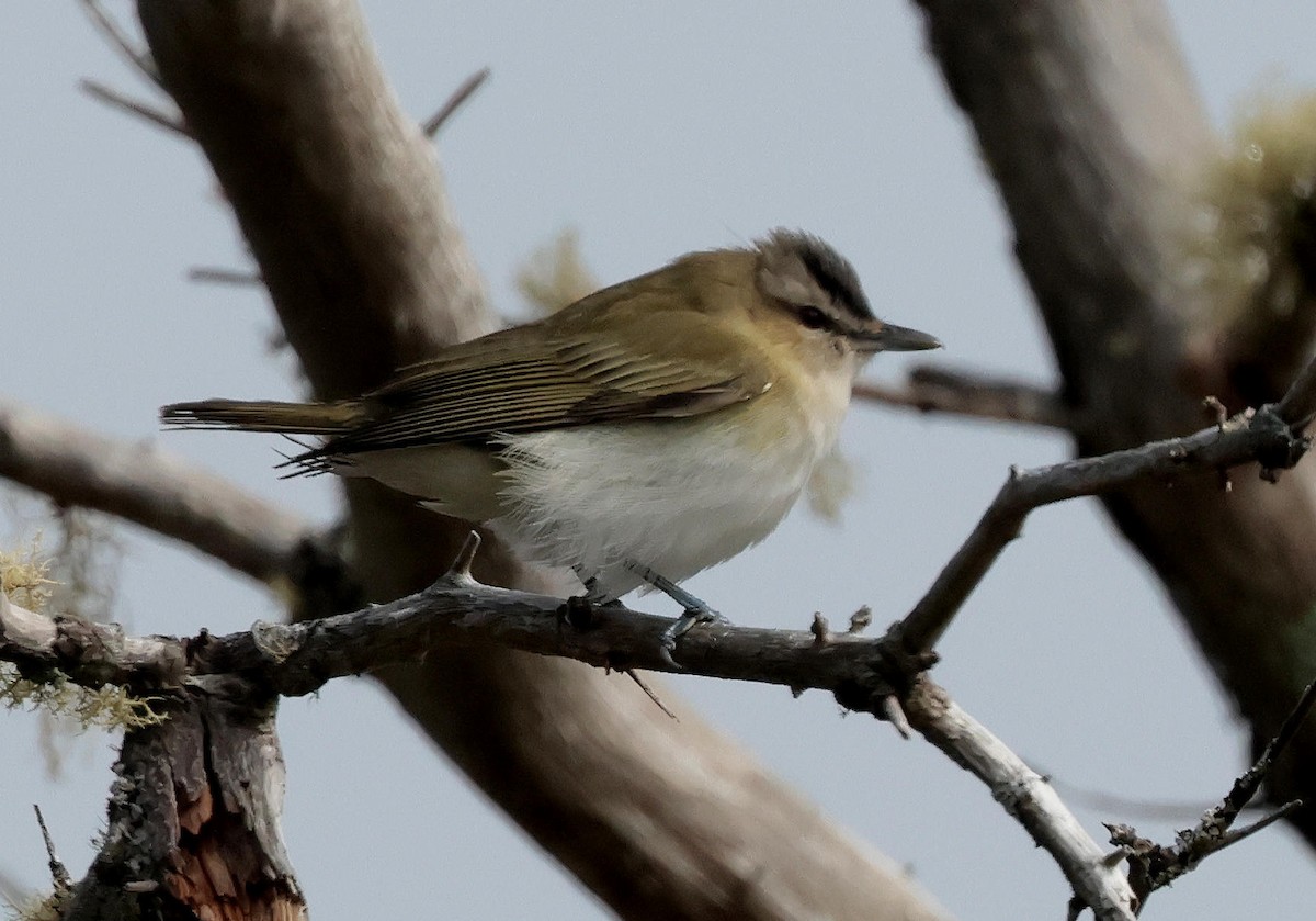 Red-eyed Vireo - Mark Dennis