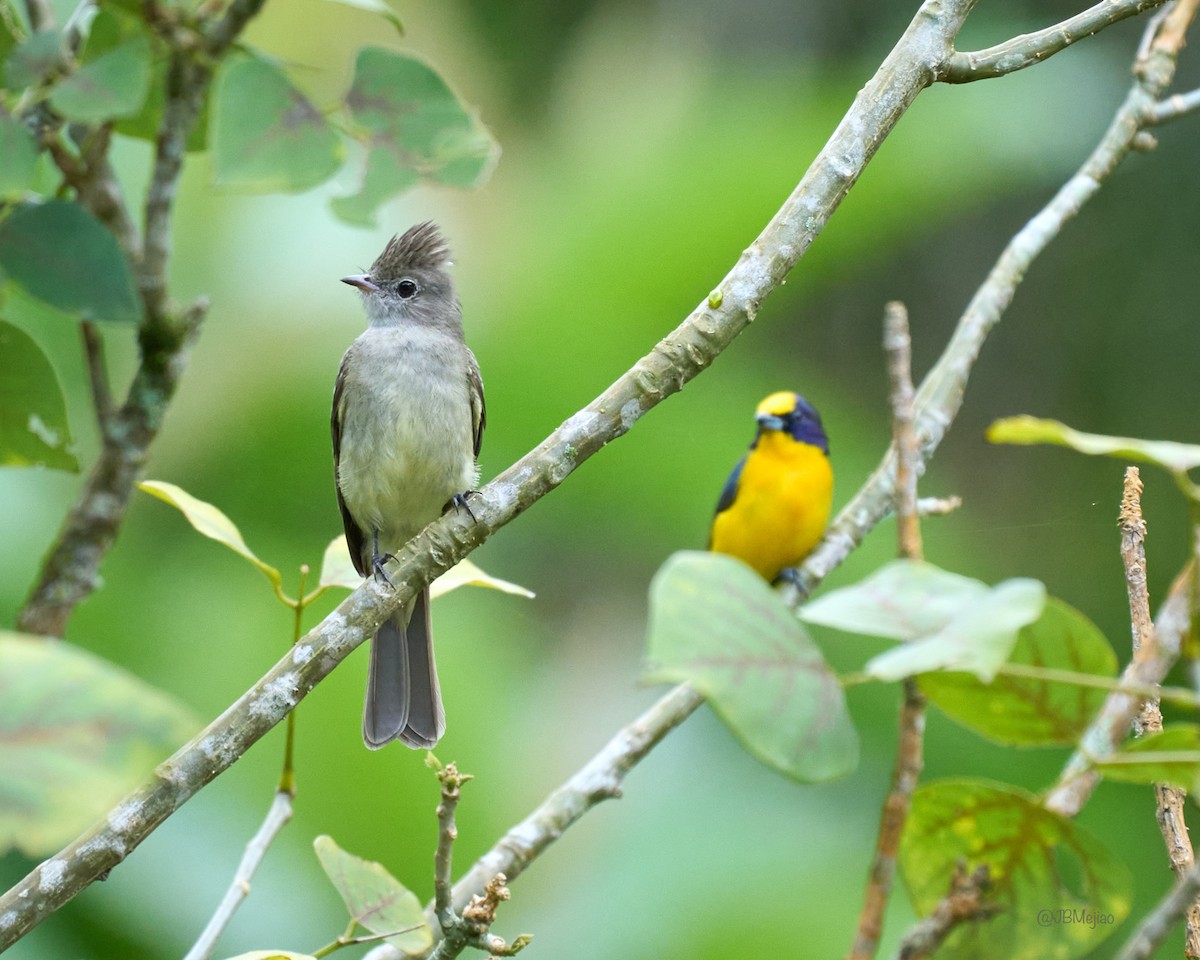 Yellow-bellied Elaenia - Juan B Mejia Ossa