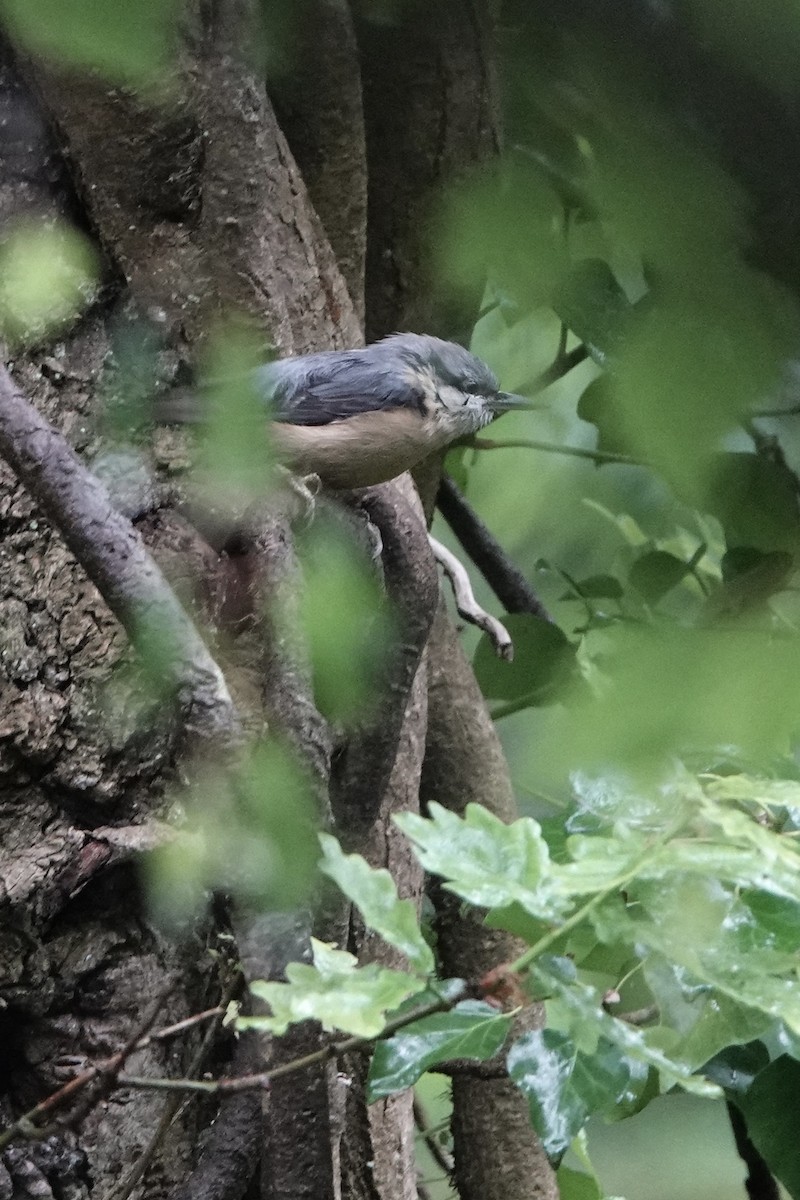 Eurasian Nuthatch - David Oulsnam