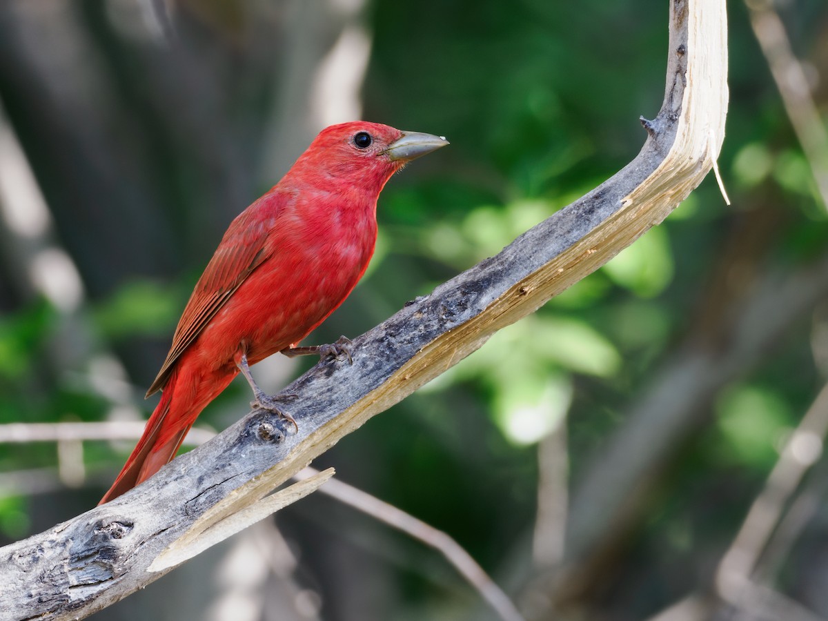 Summer Tanager - Nick Athanas