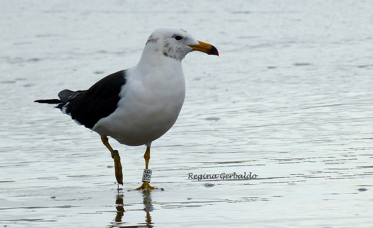 Olrog's Gull - ML619528336