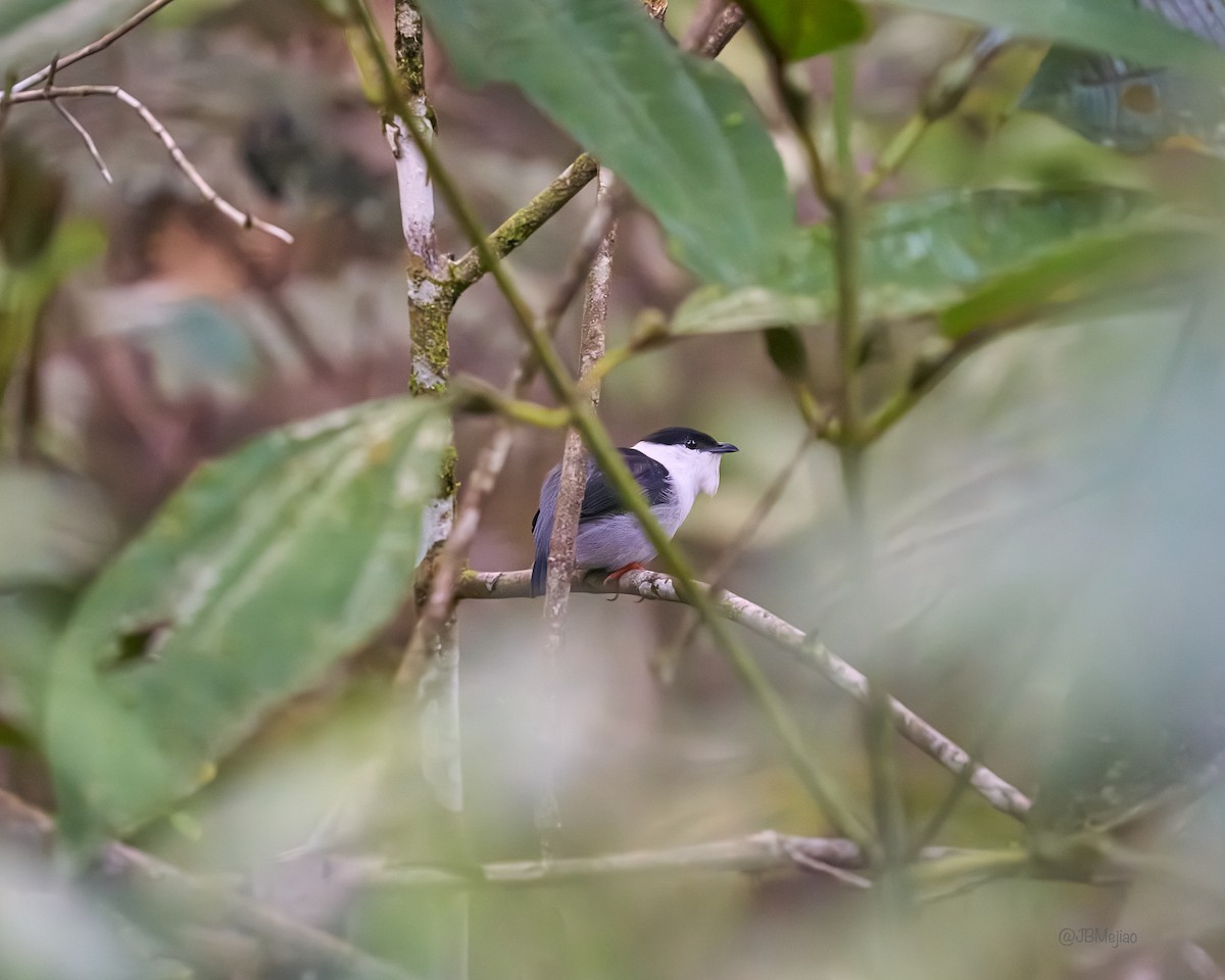 White-bearded Manakin - Juan B Mejia Ossa