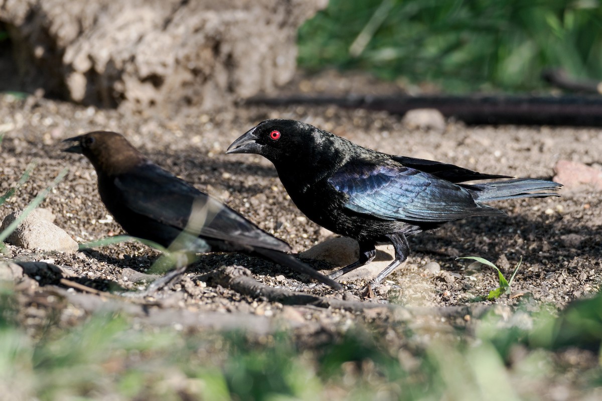 Bronzed Cowbird - Nick Athanas