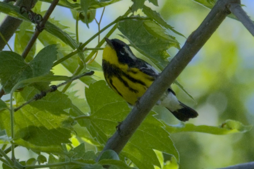 Magnolia Warbler - Steve Wagner