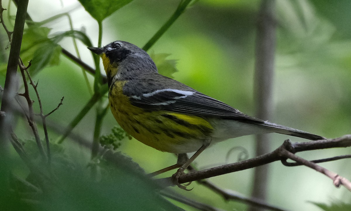 Magnolia Warbler - Steve Wagner