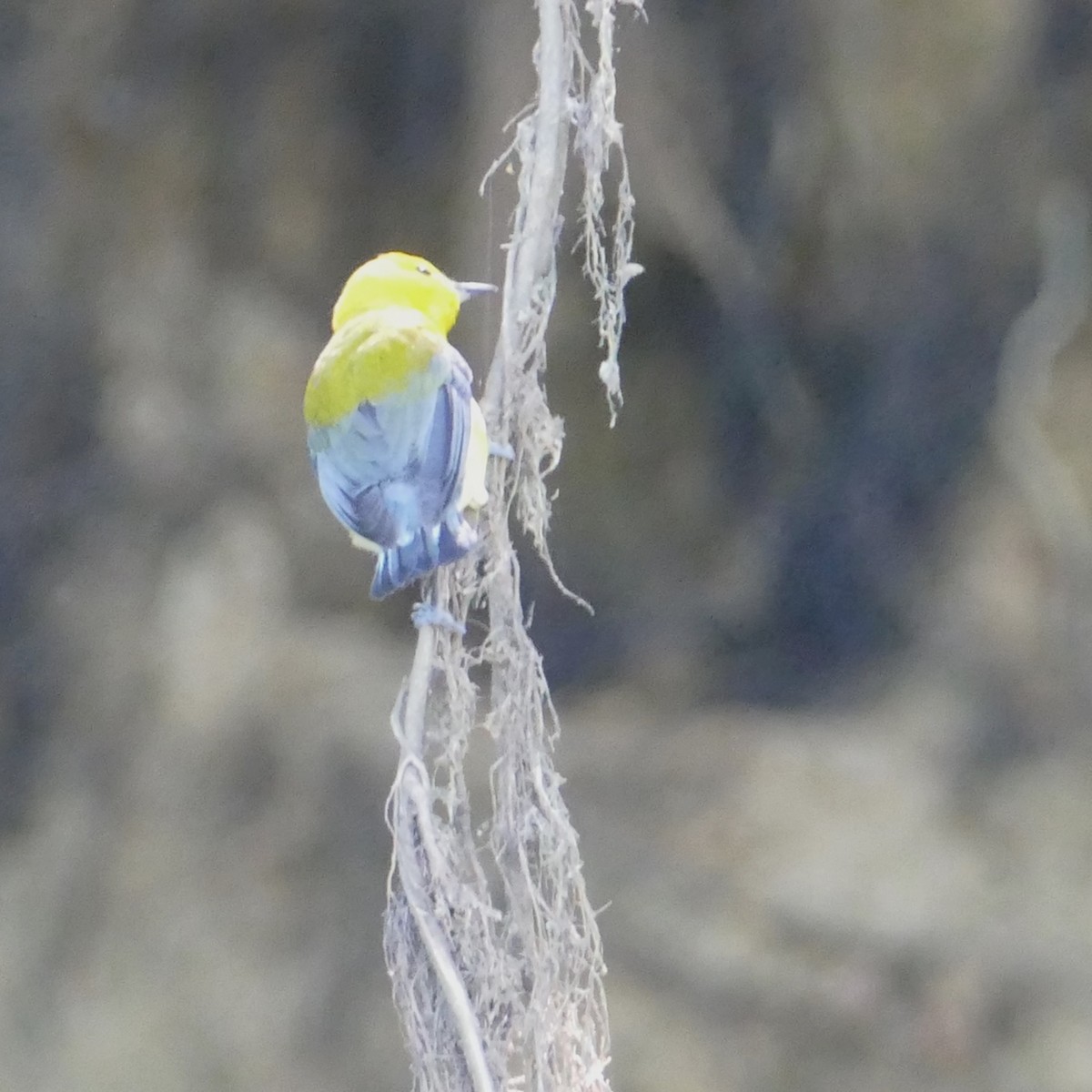 Prothonotary Warbler - Ulrike Schmölzer