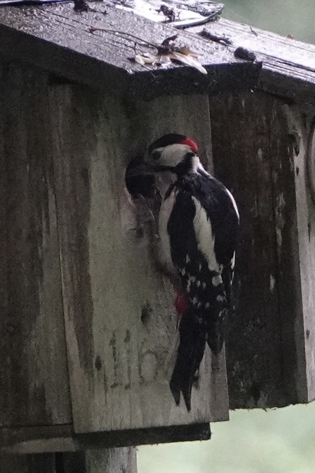 Great Spotted Woodpecker - David Oulsnam