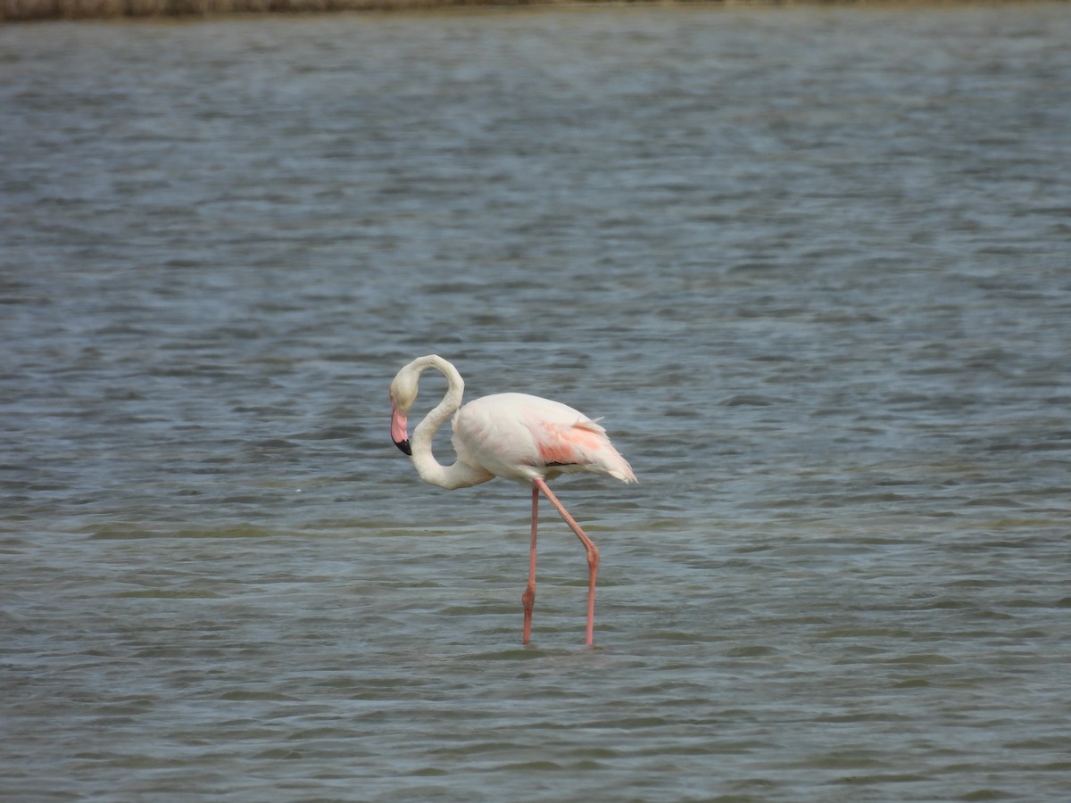 Greater Flamingo - George Watola