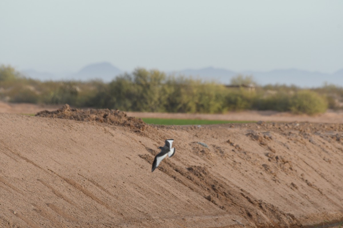 Sabine's Gull - ML619528365