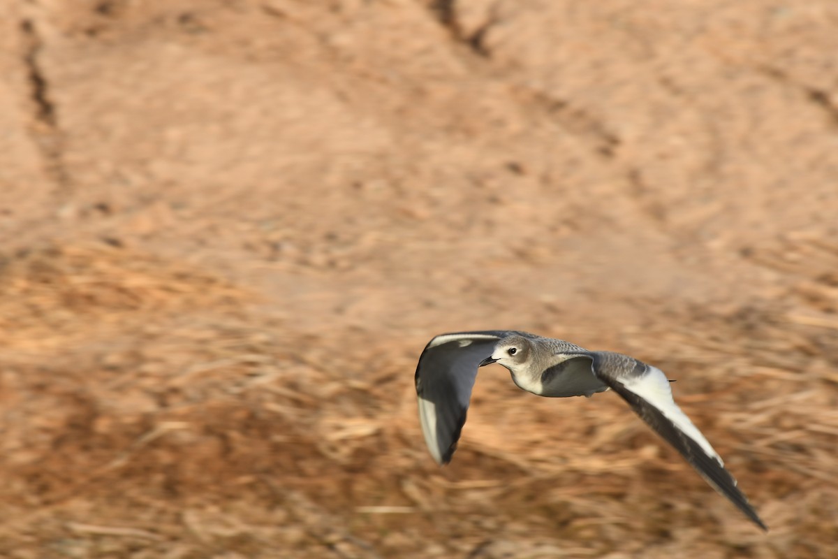 Sabine's Gull - Janine McCabe