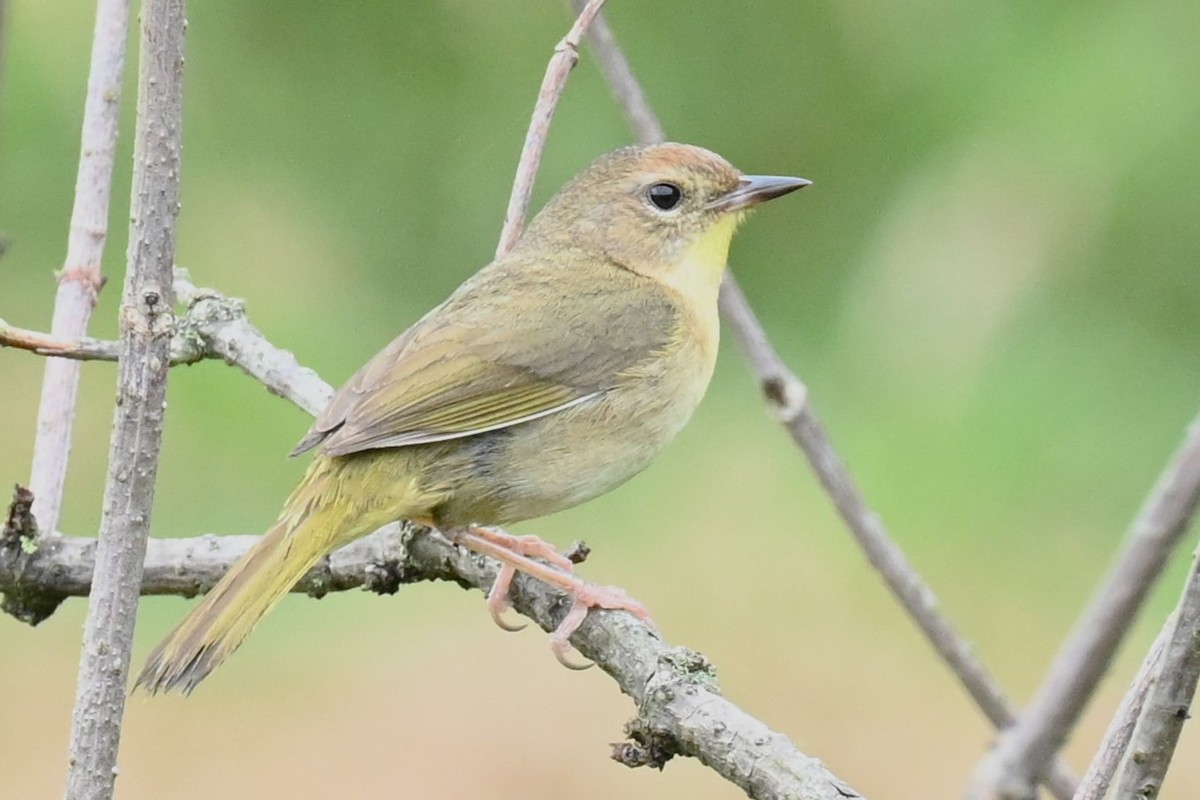 Common Yellowthroat - carol tuskey