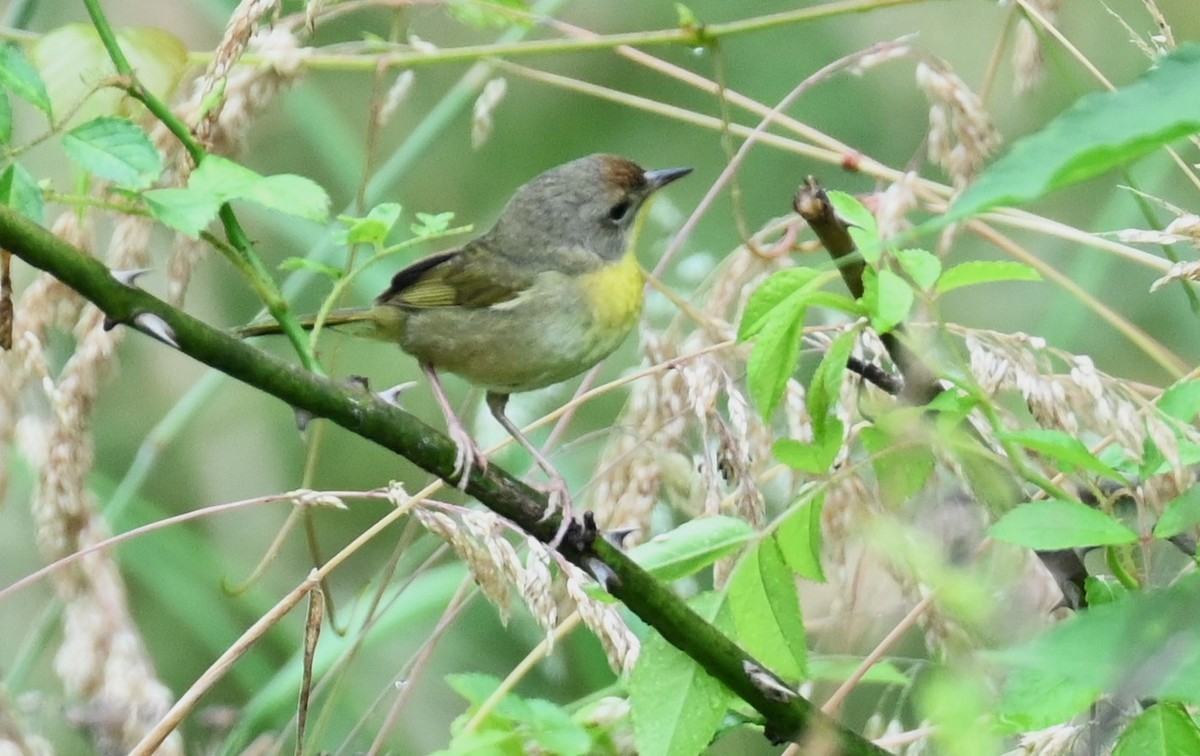 Common Yellowthroat - carol tuskey