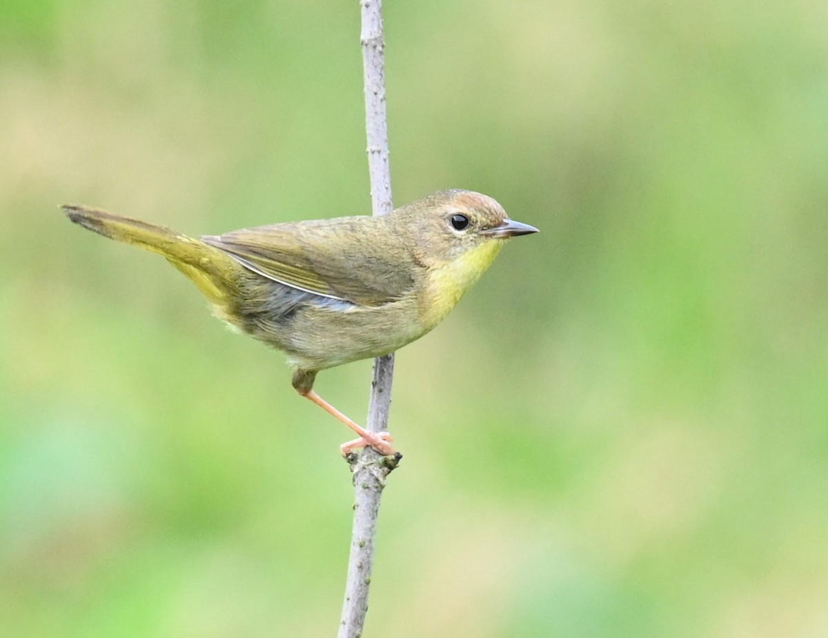 Common Yellowthroat - carol tuskey