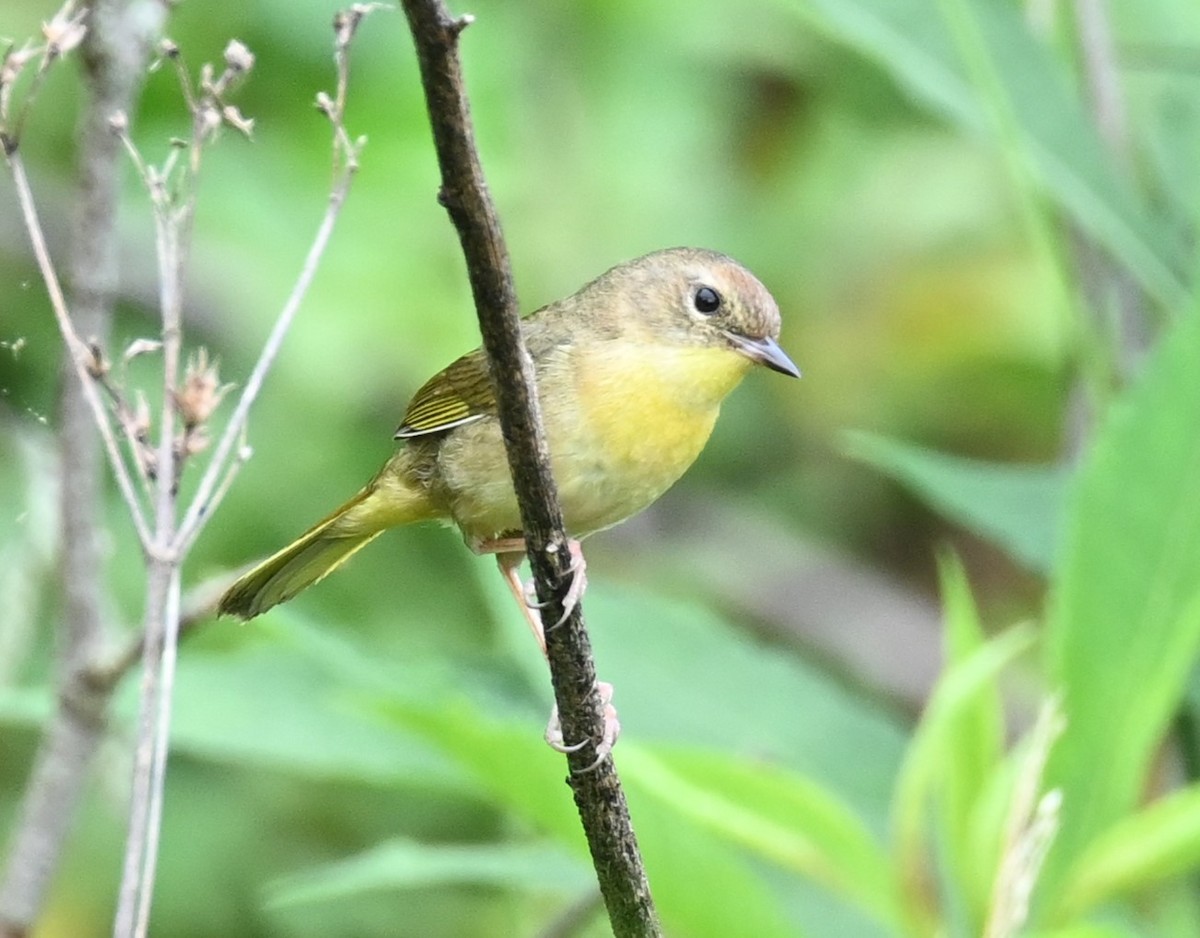 Common Yellowthroat - carol tuskey