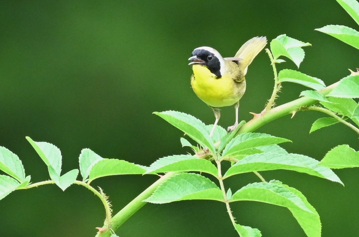 Common Yellowthroat - carol tuskey