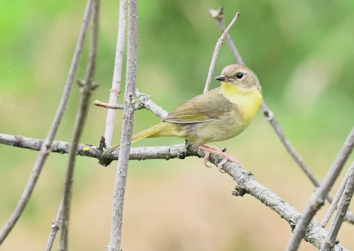 Common Yellowthroat - carol tuskey