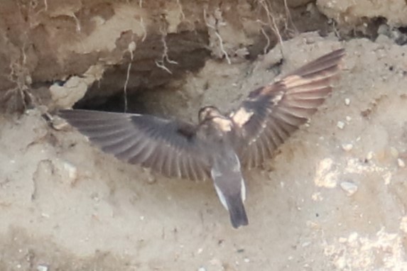 Bank Swallow - ML619528386