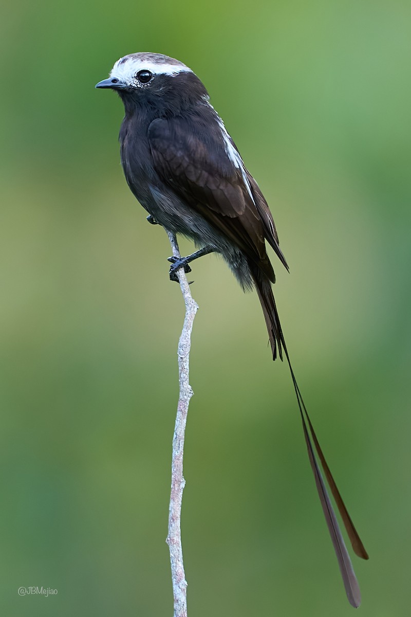 Long-tailed Tyrant - Juan B Mejia Ossa