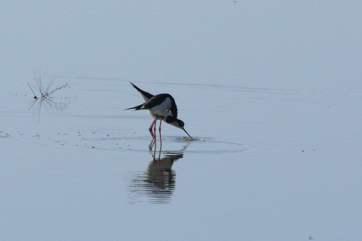 Black-necked Stilt - Cathy Pasterczyk