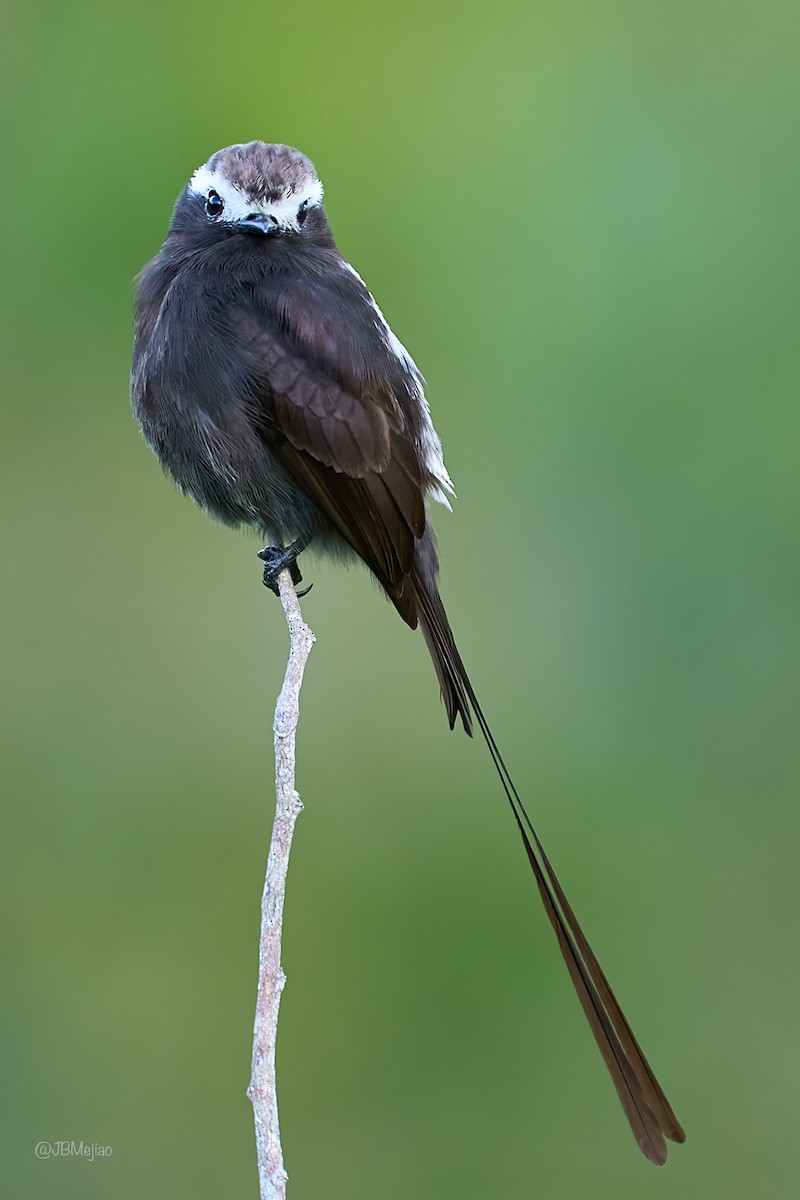 Long-tailed Tyrant - Juan B Mejia Ossa